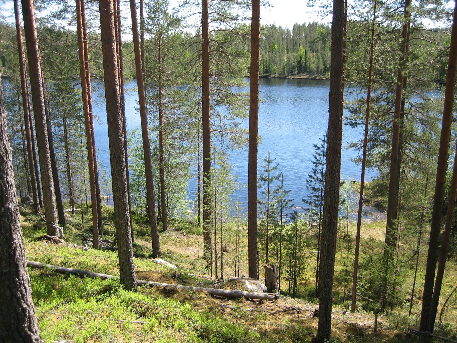 Mäntymetsä kasvaa jyrkähkössä rantaan laskeutuvassa rinteessä. Puiden lomasta avautuu järvimaisema.