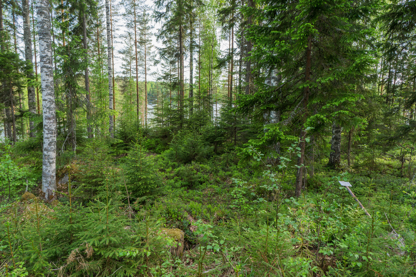 Kesäisessä sekametsässä kasvaa koivuja, mäntyjä ja kuusia. Taustalla häämöttää järvi.