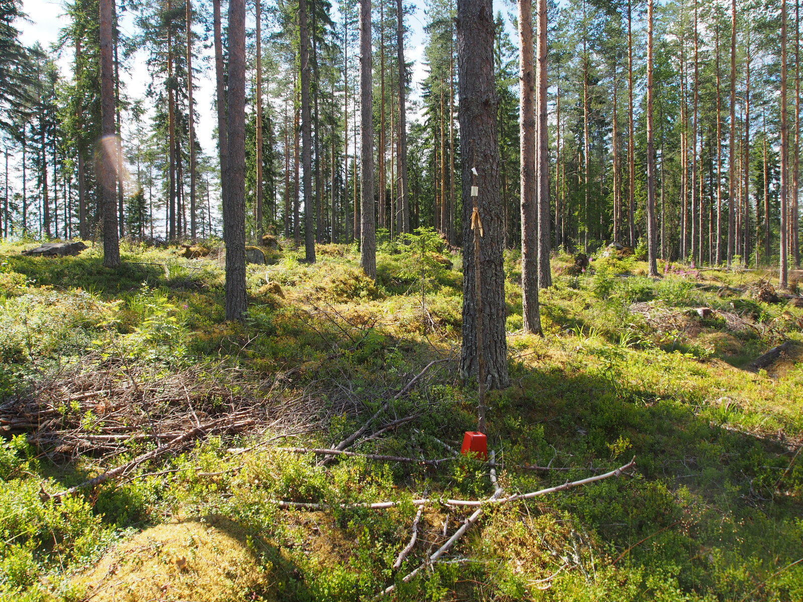 Mäntyvaltainen metsä kasvaa kivisessä maastossa. Etualalla on rajapyykki.