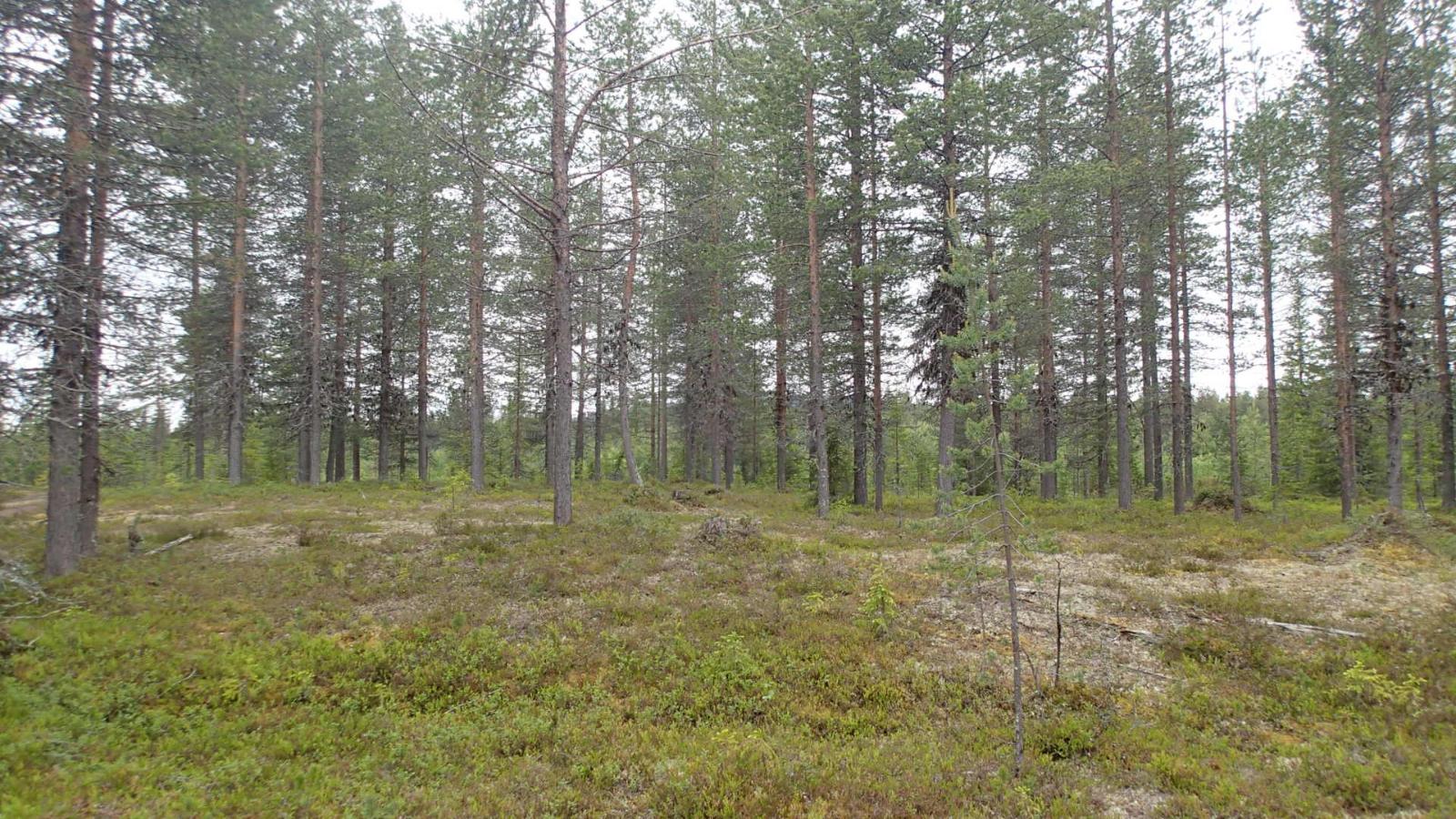 Avara kangasmetsä.