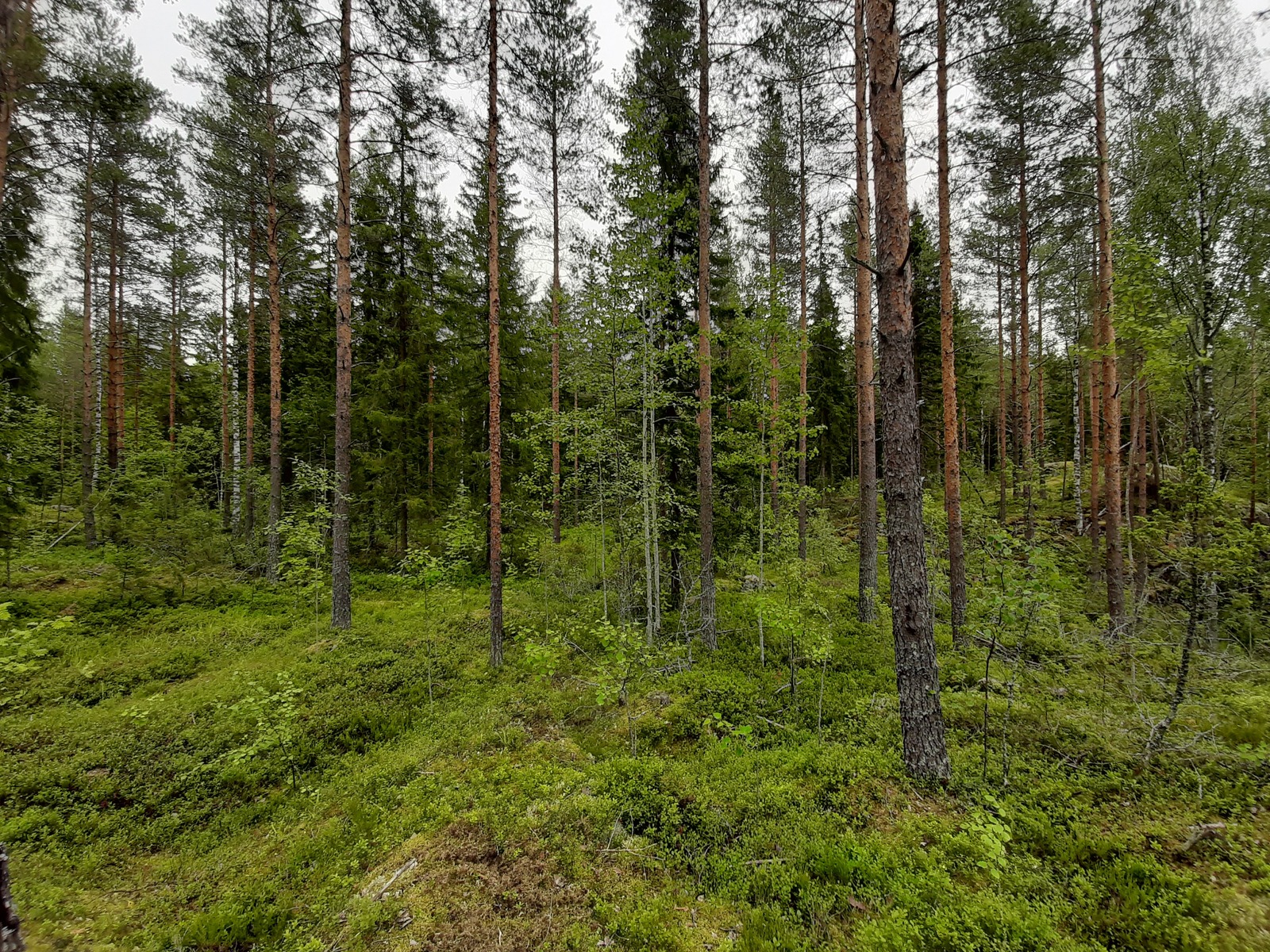 Havupuuvaltaisessa metsässä kasvaa myös nuoria lehtipuita.