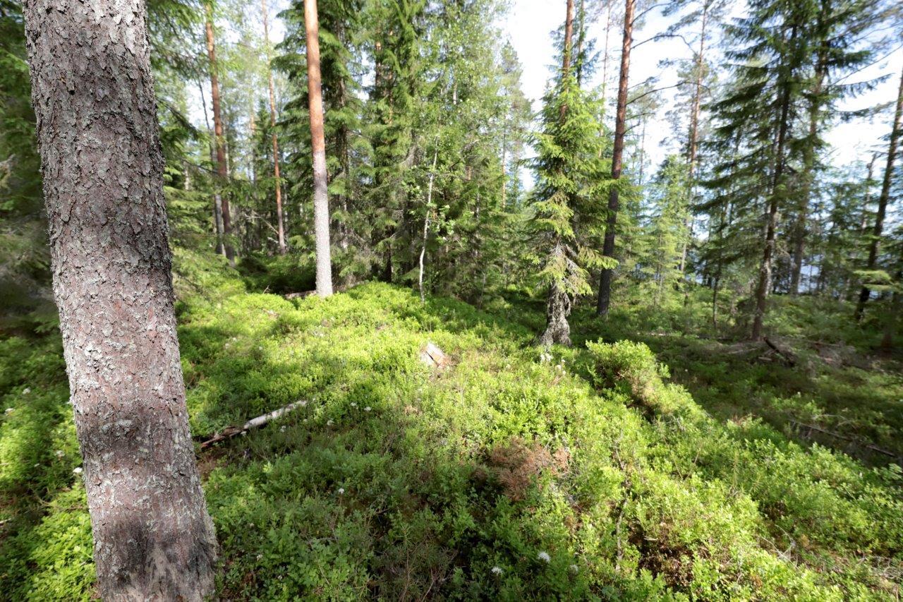 Havupuuvaltainen metsä kasvaa loivassa rinteessä. Aluskasvillisuutena on mustikkaa ja suopursuja.