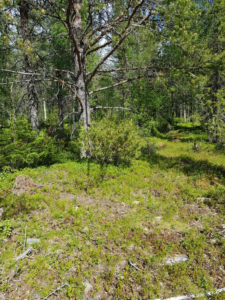 Aurinko paistaa kesäiseen sekametsään. Suuren männyn juurella kasvaa katajia ja kuusen taimia.