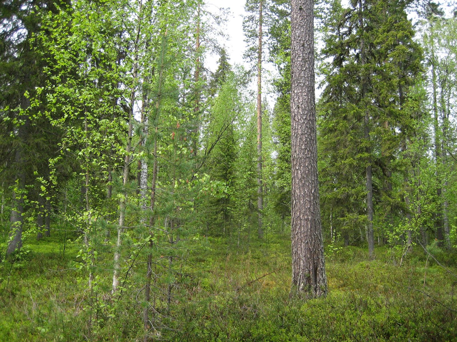 Kesäisessä sekametsässä kasvaa koivuja, kuusia ja mäntyjä.