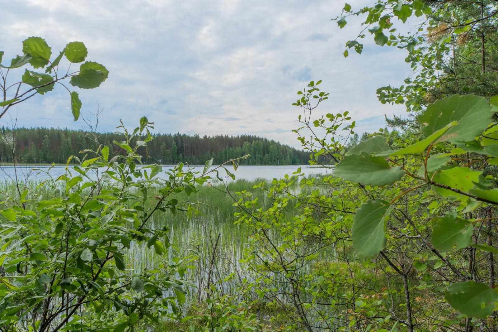 Lehtipuiden oksat reunustavat kesäistä järvimaisemaa. Rantavedessä on vesikasveja.