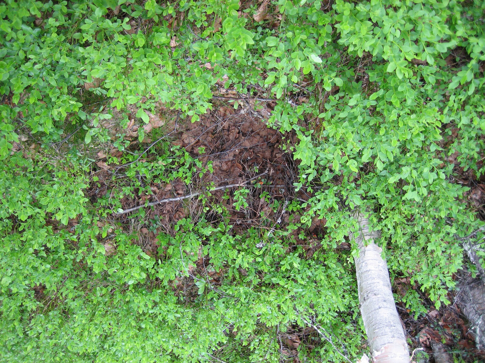 Metsän kenttäkerroksessa kasvaa runsaasti mustikanvarpuja.