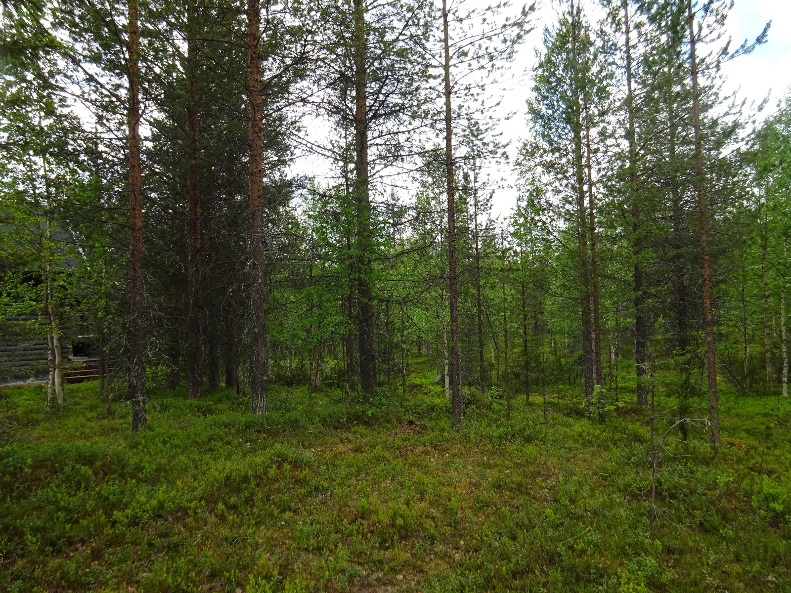 Kesäisessä sekametsässä kasvaa koivuja, kuusia ja mäntyjä. Puiden takana vasemmalla on mökki.