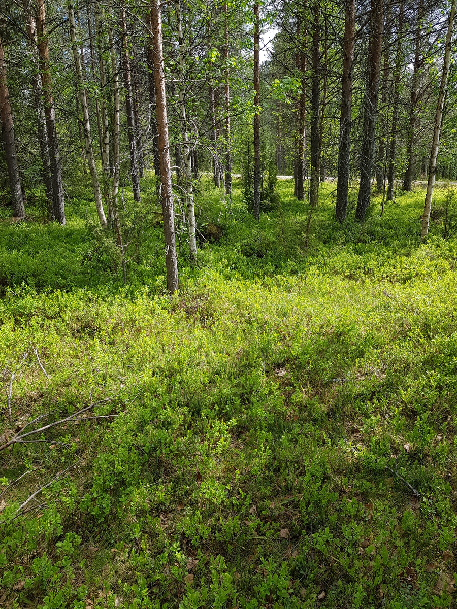 Kesämaisemassa tie kulkee mäntyvaltaisessa metsässä. Etualalla puuton alue.