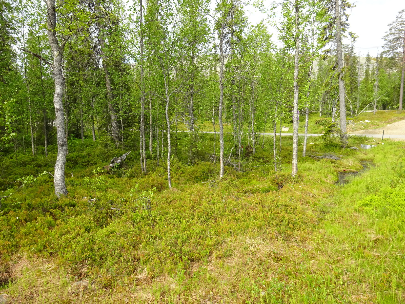 Sekametsän koivujen takana pilkottaa tie. Metsää reunustaa matala oja.