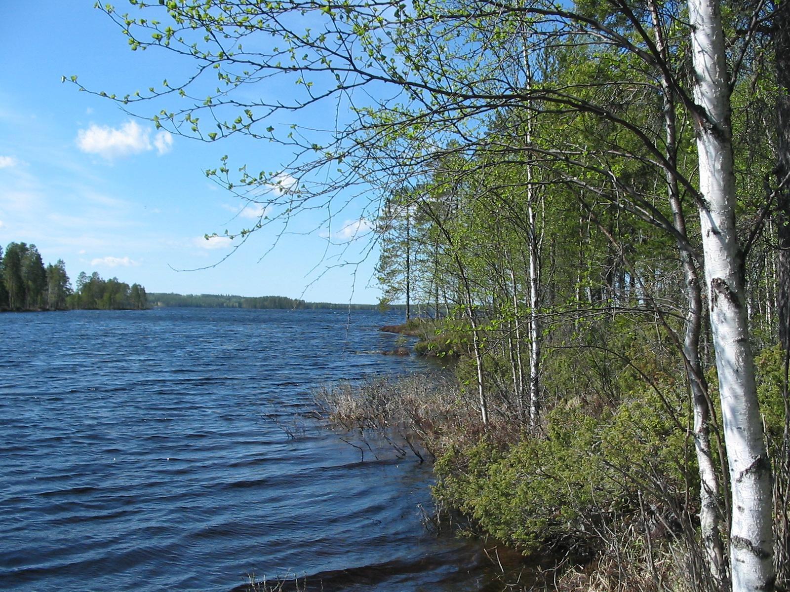 Vasemman laidan rantakoivut reunustavat kesäistä järvimaisemaa. Taivas on lähes pilvetön.