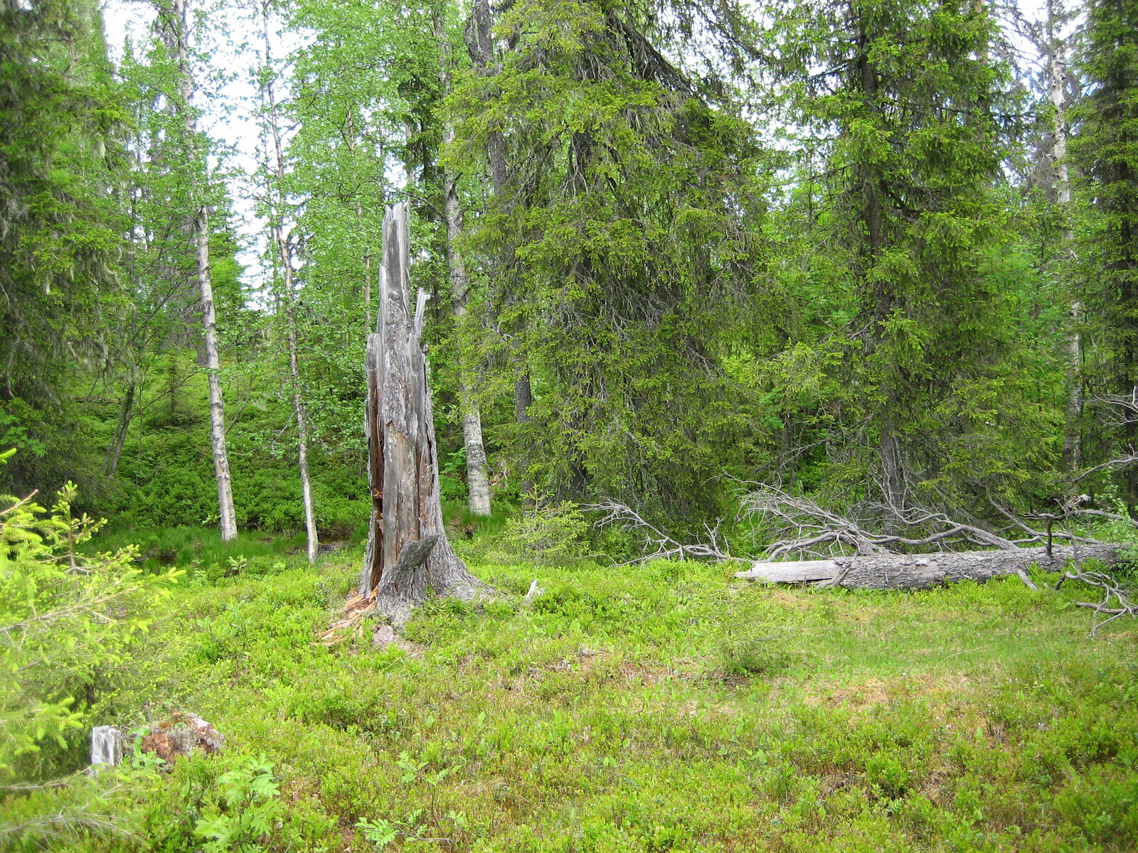 Vehreässä sekametsässä on katkennen puun vanha kanto, jonka vieressä makaa irronnut latvus.