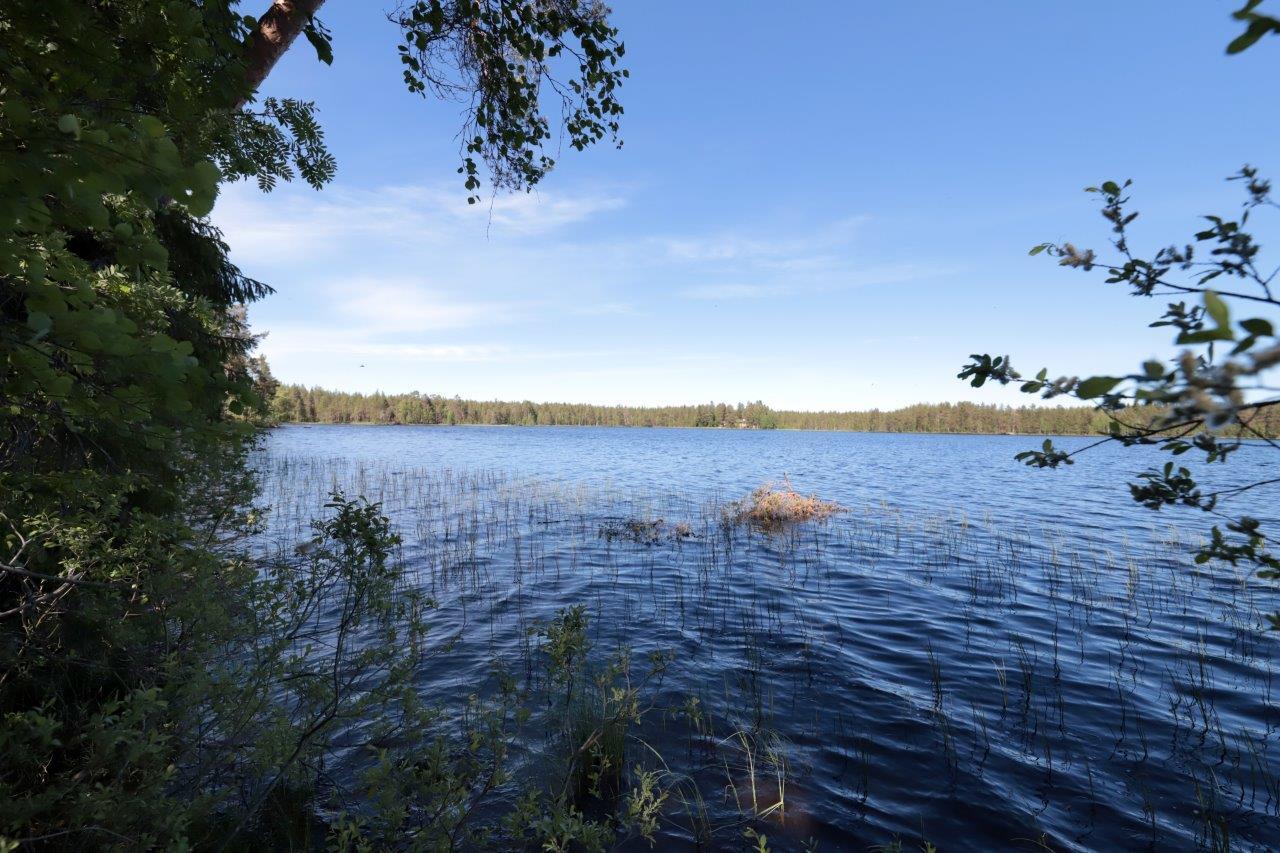 Kesämaisemassa järveä ympäröi sekametsä. Etualalla vesikasveja ja lehtipuiden oksia.