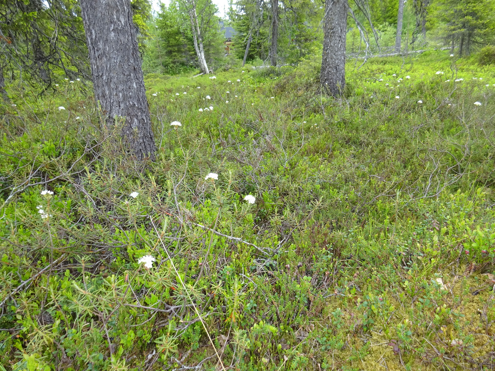 Suopursut kukkivat kuusten juurella. Maassa kasvaa myös mustikkaa, puolukkaa ja variksenmarjaa.