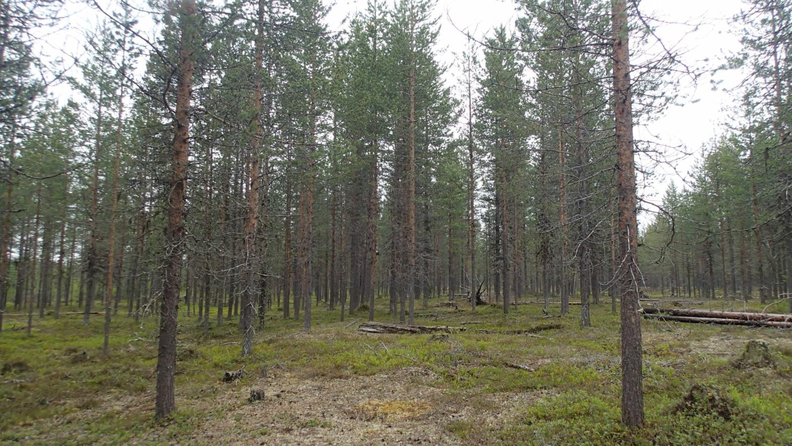 Kaatuneita puita kangasmetsässä.