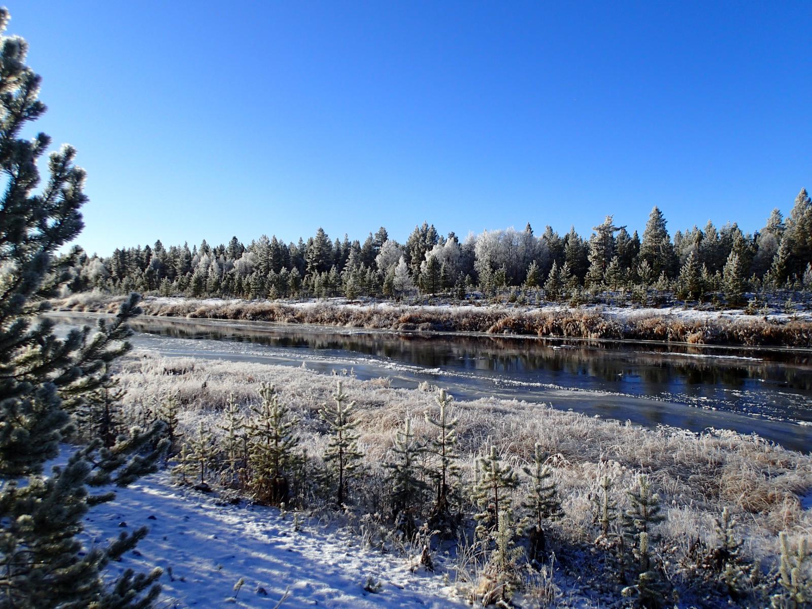 Osittain jäätynyt Kemijoki virtaa kuuraisen metsän reunustamana aurinkoisena päivänä.