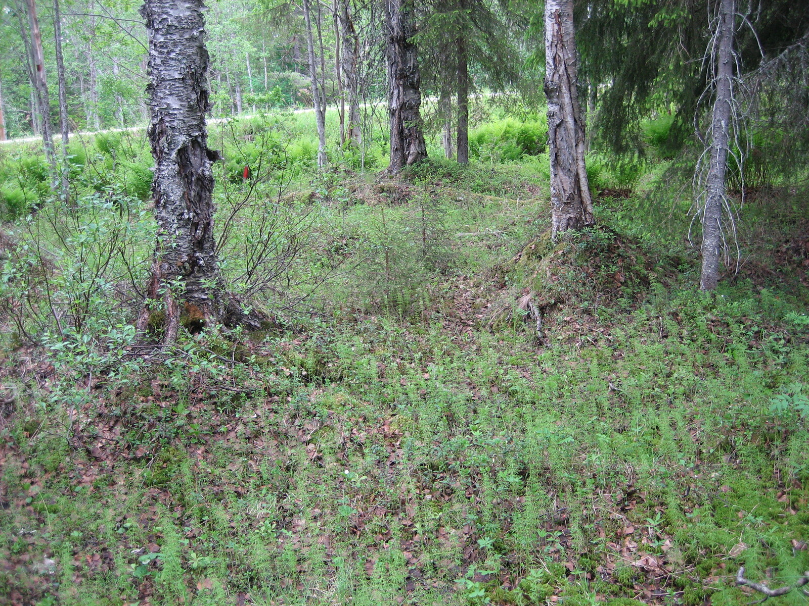 Sekametsän koivujen joukossa kasvaa muun muassa metsäkortetta ja pajuja. Taka-alalla häämöttää tie.