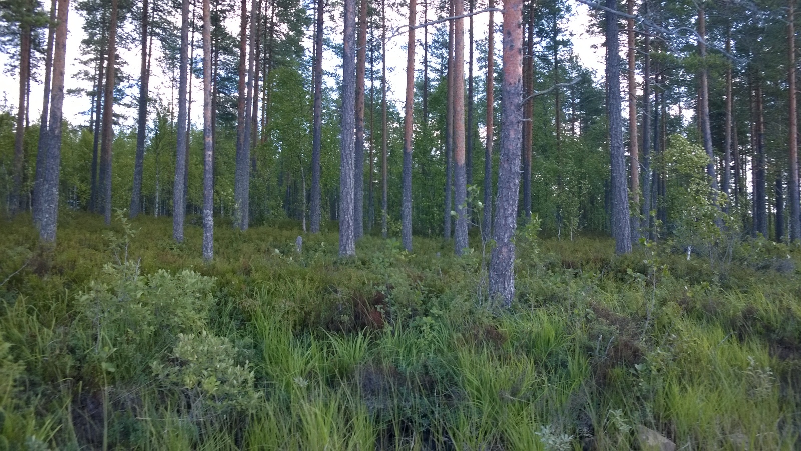 Mäntyvaltaisen metsän edustalla on rantaviivan kiviä ja kasvillisuutta.