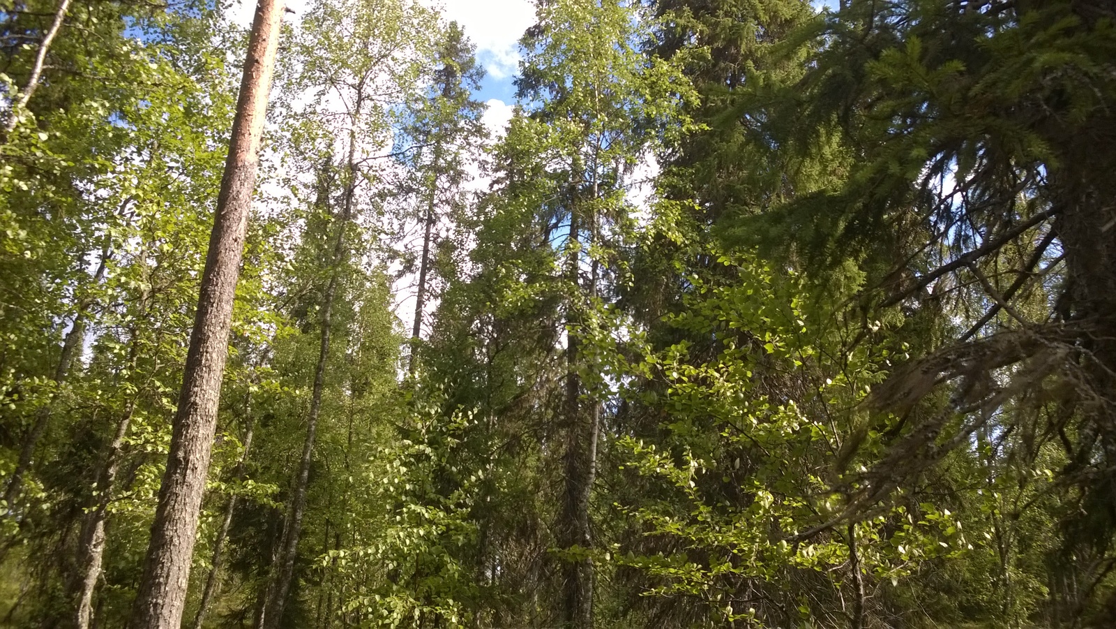 Aurinko paistaa kesäisen sekametsän lehvästöön.