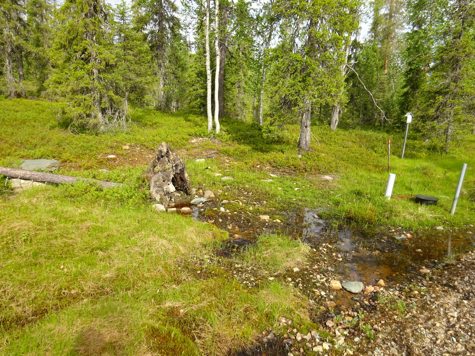 Tien vieressä on lätäkkö ja kaatunut puu. Taka-alalla metsässä kasvaa muun muassa kuusia ja koivuja.