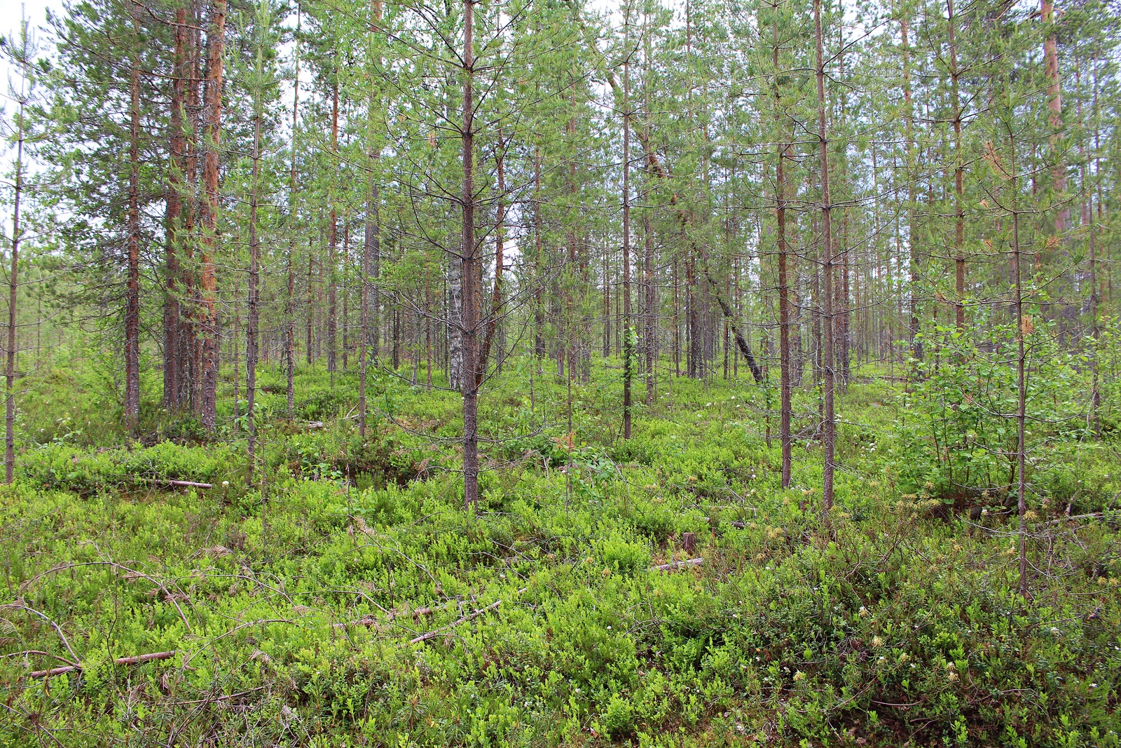 Mäntymetsässä kasvaa myös nuoria koivuja.