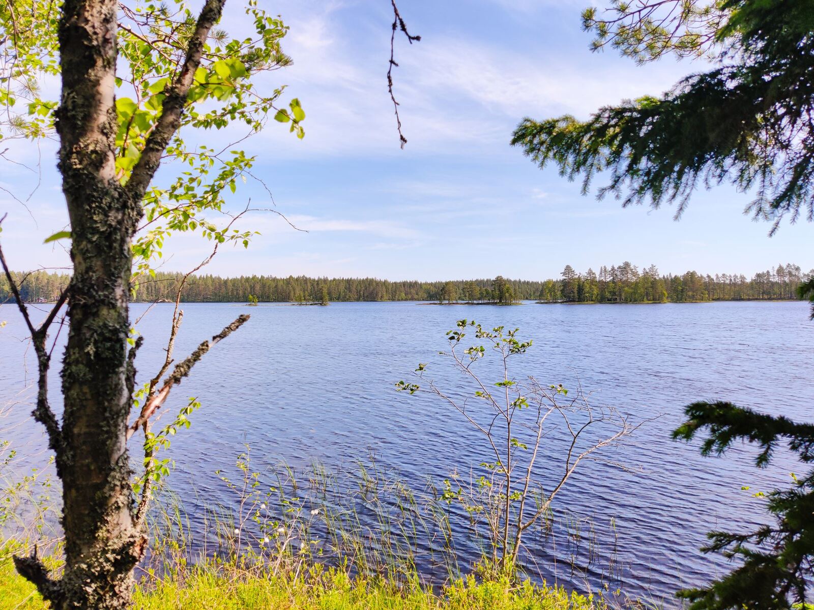 Kuusen oksat ja rantakoivu reunustavat kesäistä järvimaisemaa.