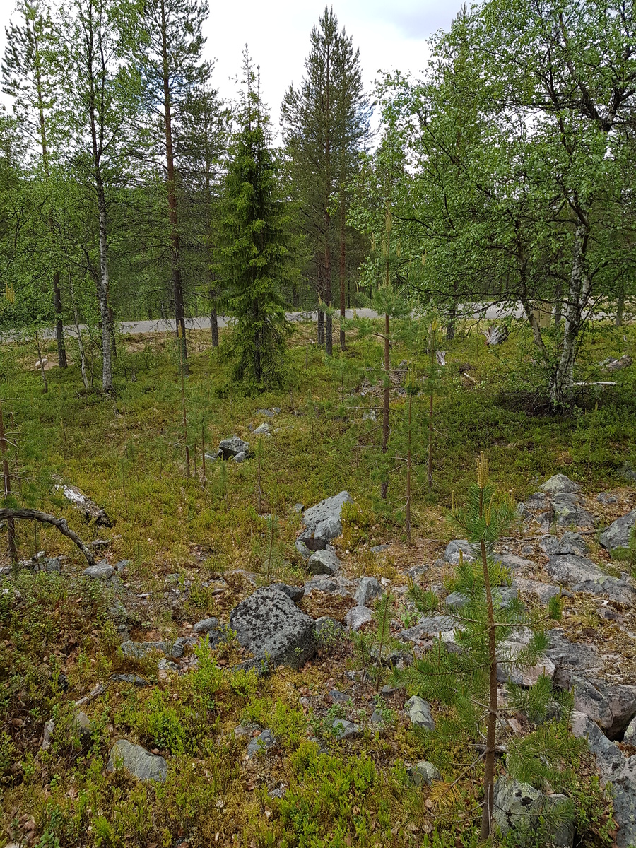 Kesäisessä metsässä kasvaa koivuja, mäntyjä ja kuusia. Etualalla on kivikko ja taustalla kulkee tie.