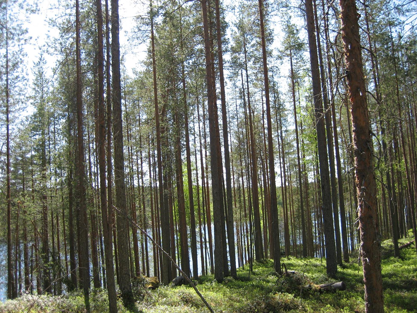 Rinteessä kasvavan avaran mäntymetsän takana häämöttää järvi.