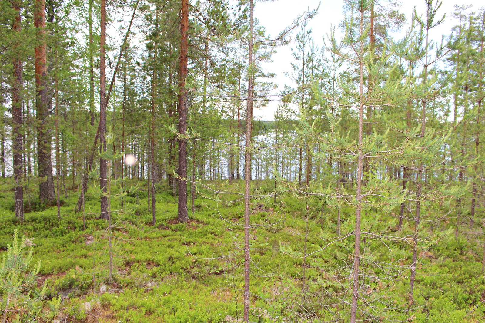 Rannan tuntumassa kasvavan mäntymetsän takana häämöttää järvi.