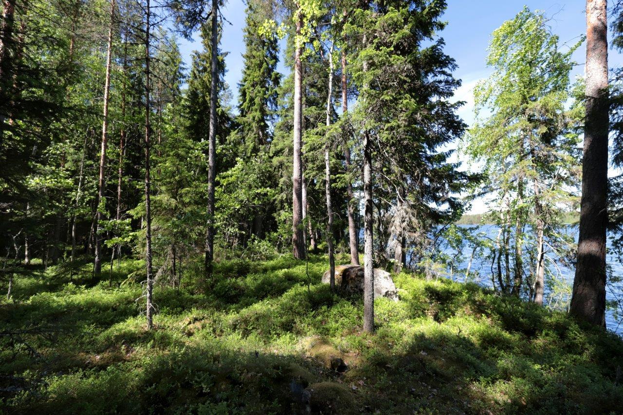 Rannalla kasvavan kesäisen sekametsän takana avautuu järvimaisema. Aurinko paistaa metsään.