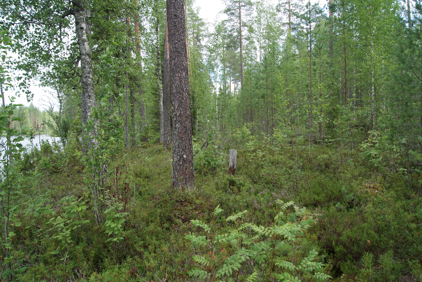 Kesäisen vehreä sekametsä kasvaa vasemmalla pilkottavan järven rannalla.