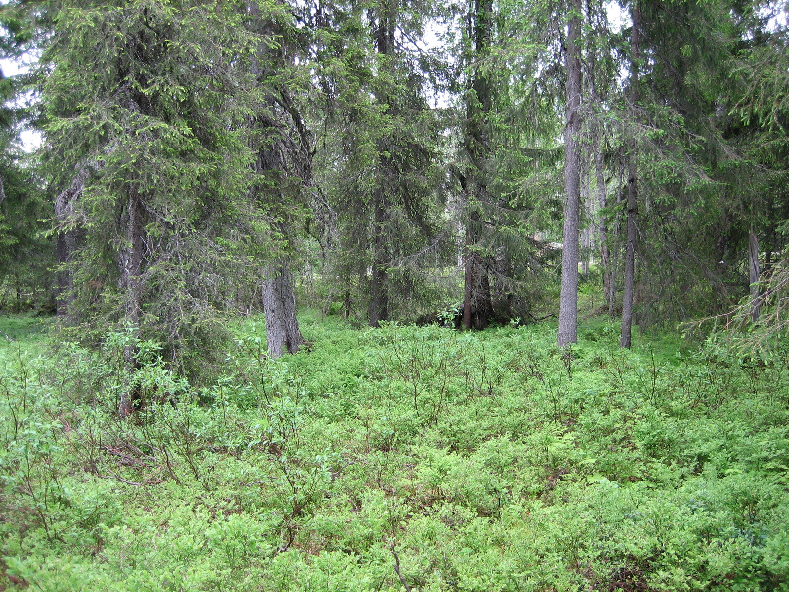 Kuusivaltaisessa metsässä kasvaa myös pajuja ja runsaasti mustikkaa. Taka-alalla häämöttää tie.