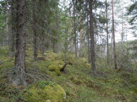 Kuusivaltainen metsä kasvaa loivassa rinteessä. Maassa on sammalpeitteisiä kiviä ja kantoja.
