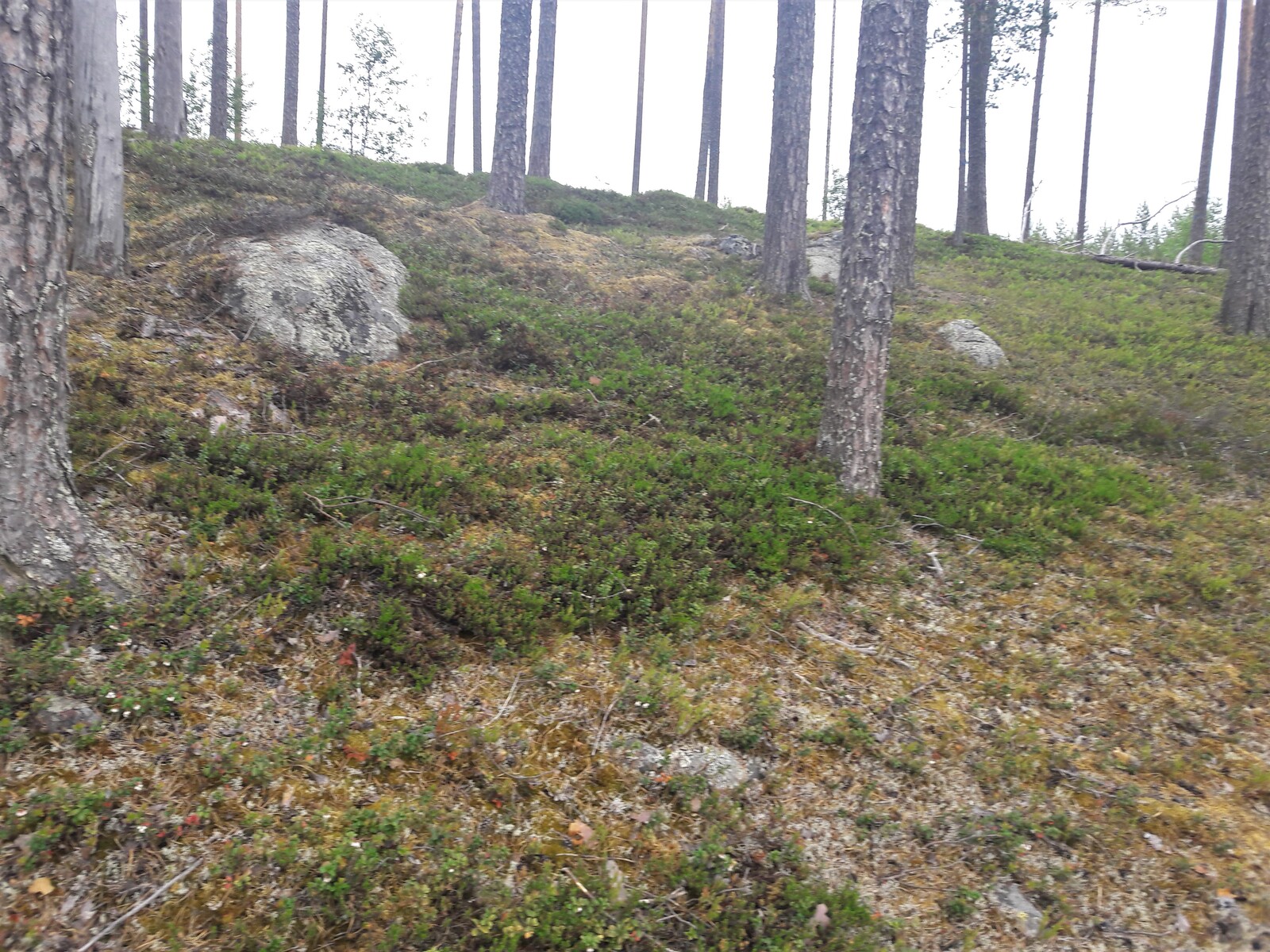 Kuivan maaperän varpukasvit ympäröivät kiviä mäntymetsän rinteessä.