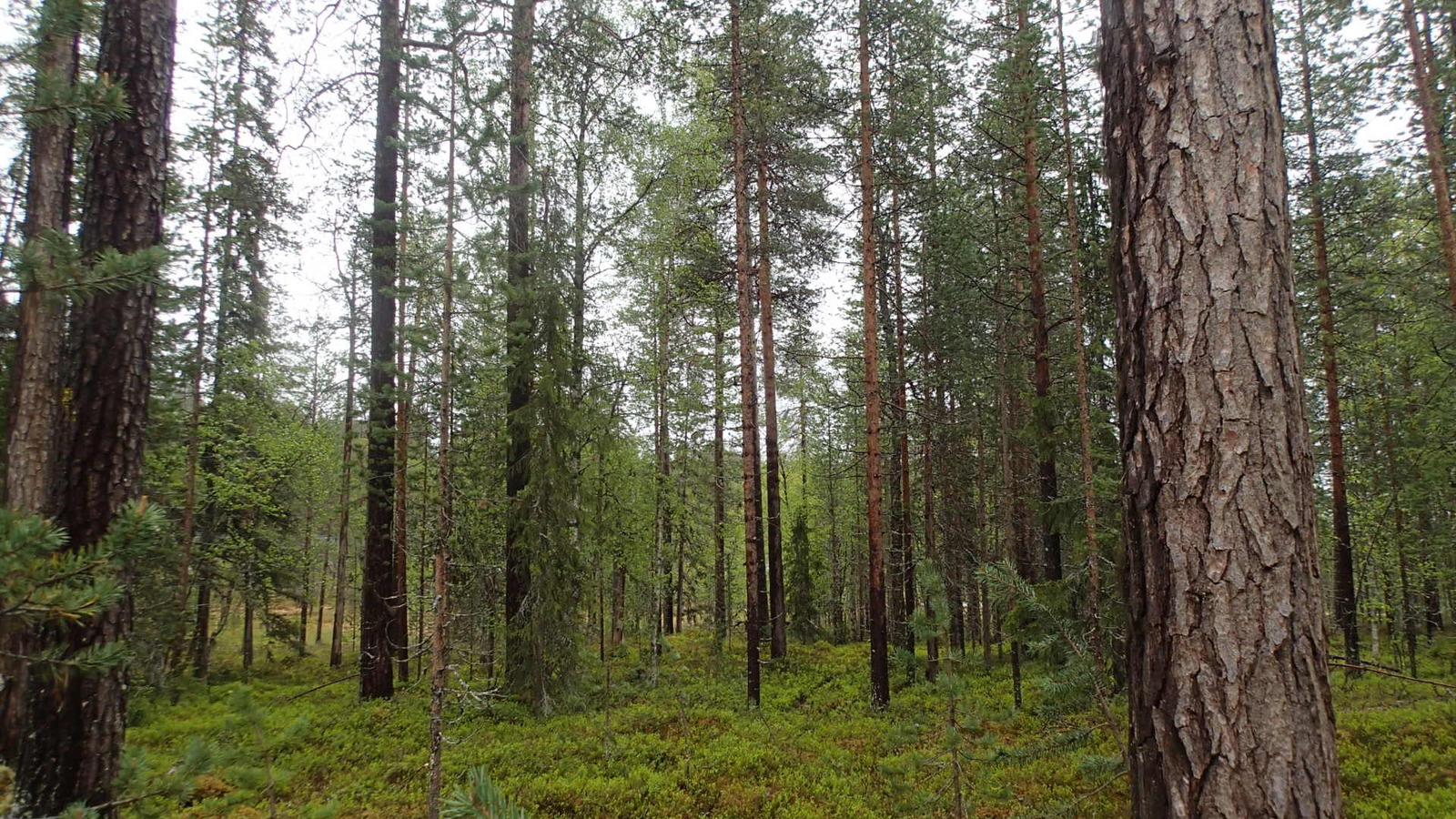 Kesäisessä sekametsässä kasvaa koivuja, mäntyjä ja kuusia. Etuoikealla männyn kilpikaarnainen runko.