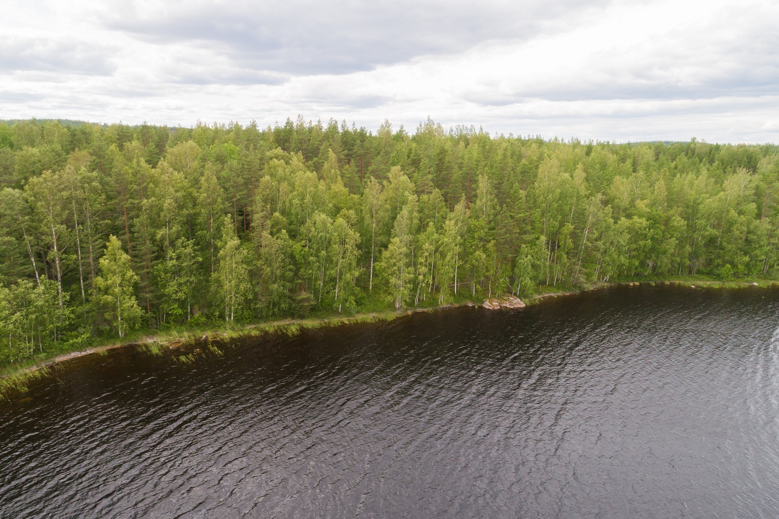 Kesäisen vehreä sekametsä reunustaa järveä. Ilmakuva.