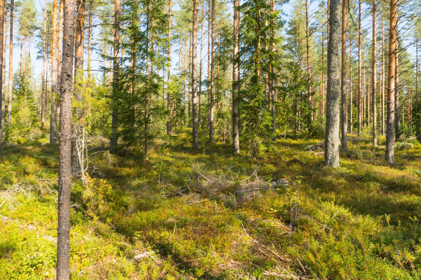 Aurinko paistaa kesäiseen havumetsään.