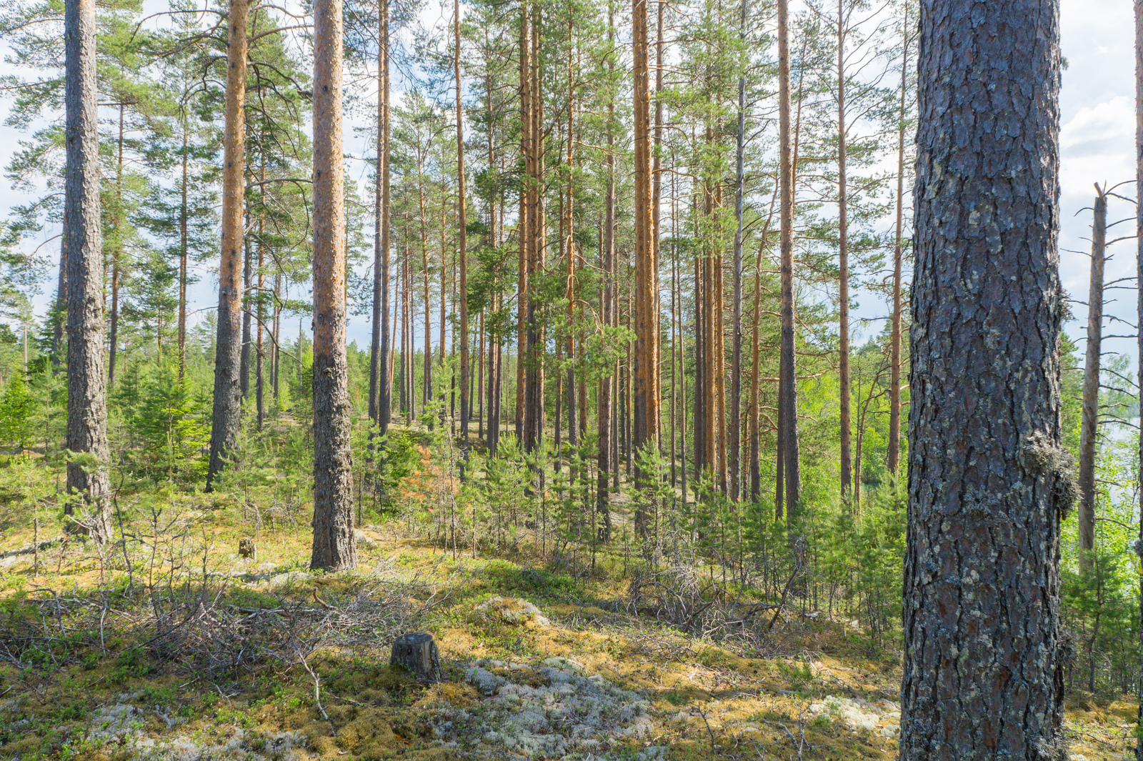 Valoisa mäntymetsä kasvaa loivassa rinteessä. Maassa on pari kantoa.