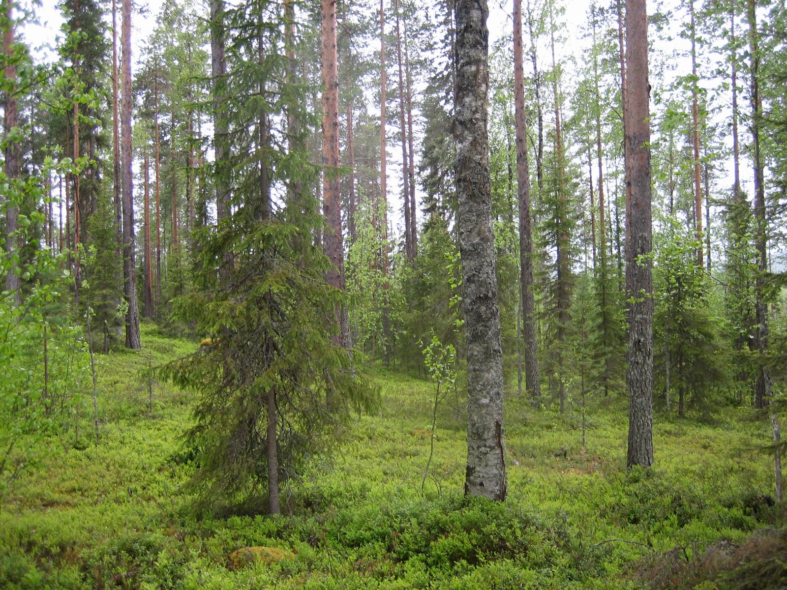 Kesäisessä sekametsässä kasvaa koivuja, kuusia ja mäntyjä.