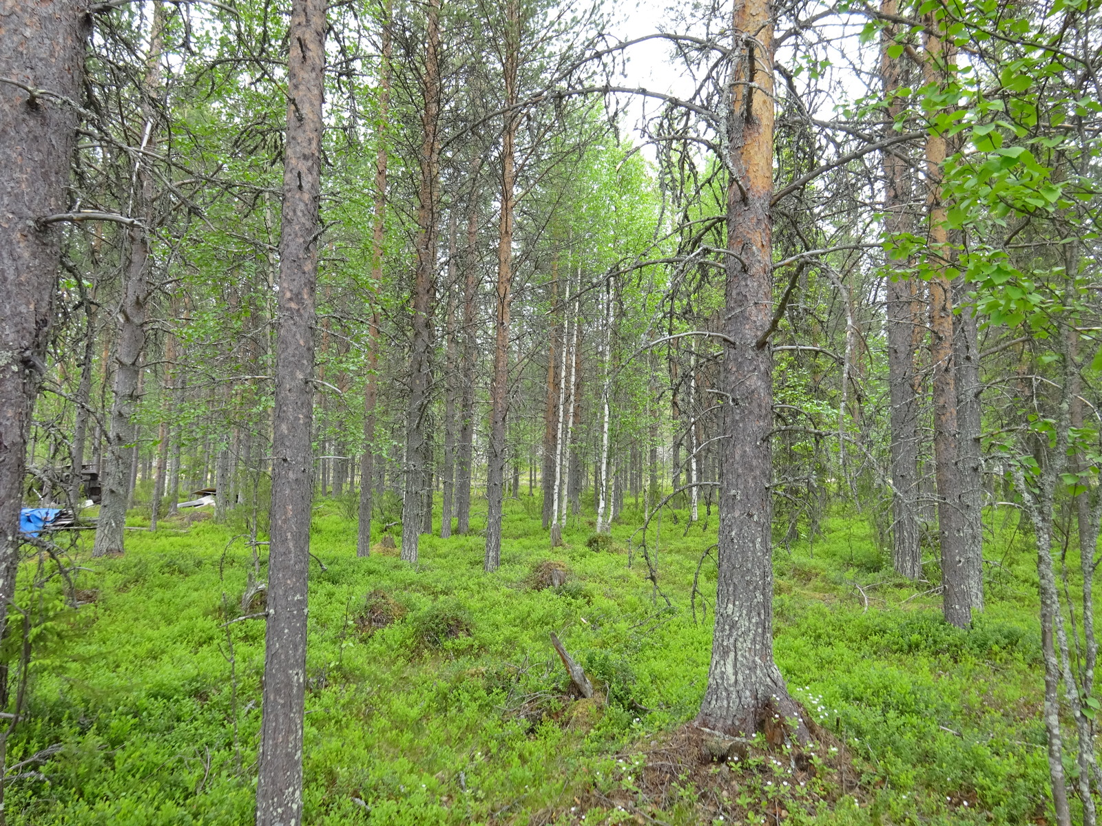 Mäntyvaltaisen metsän aluskasvillisuutena on runsaasti mustikkaa. Vasemmalla rakennustarvikkeita.
