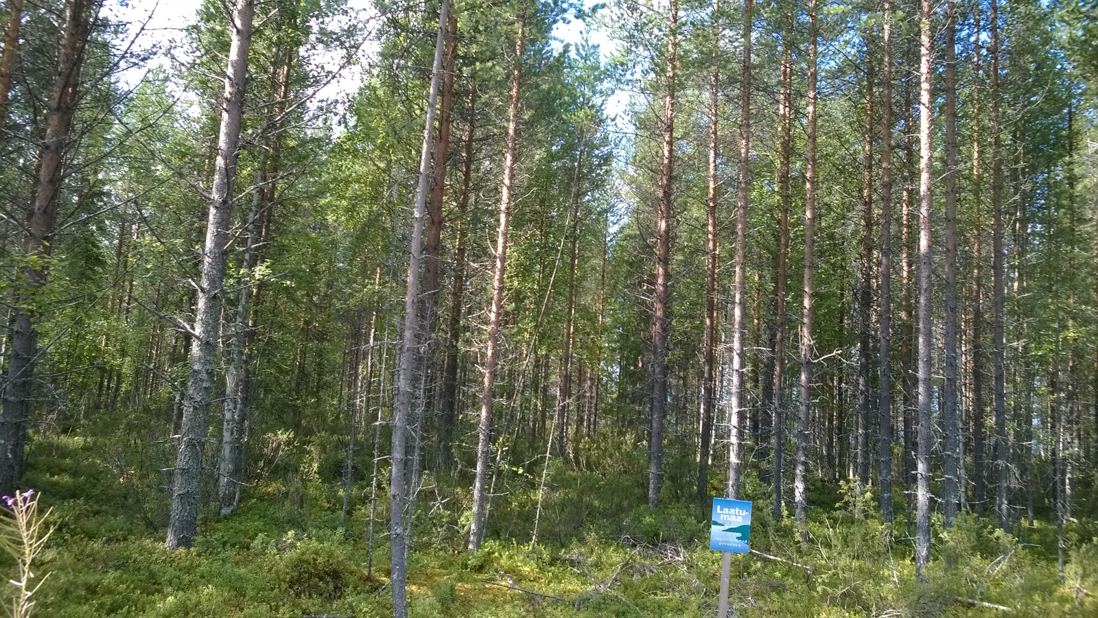 Tiheäkasvuisen männikön edustalla on Laatumaan tonttikyltti.