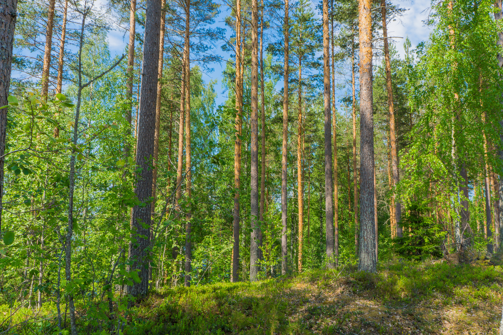 Aurinko paistaa mäntyvaltaiseen metsään, jossa kasvaa myös vehreitä lehtipuita.