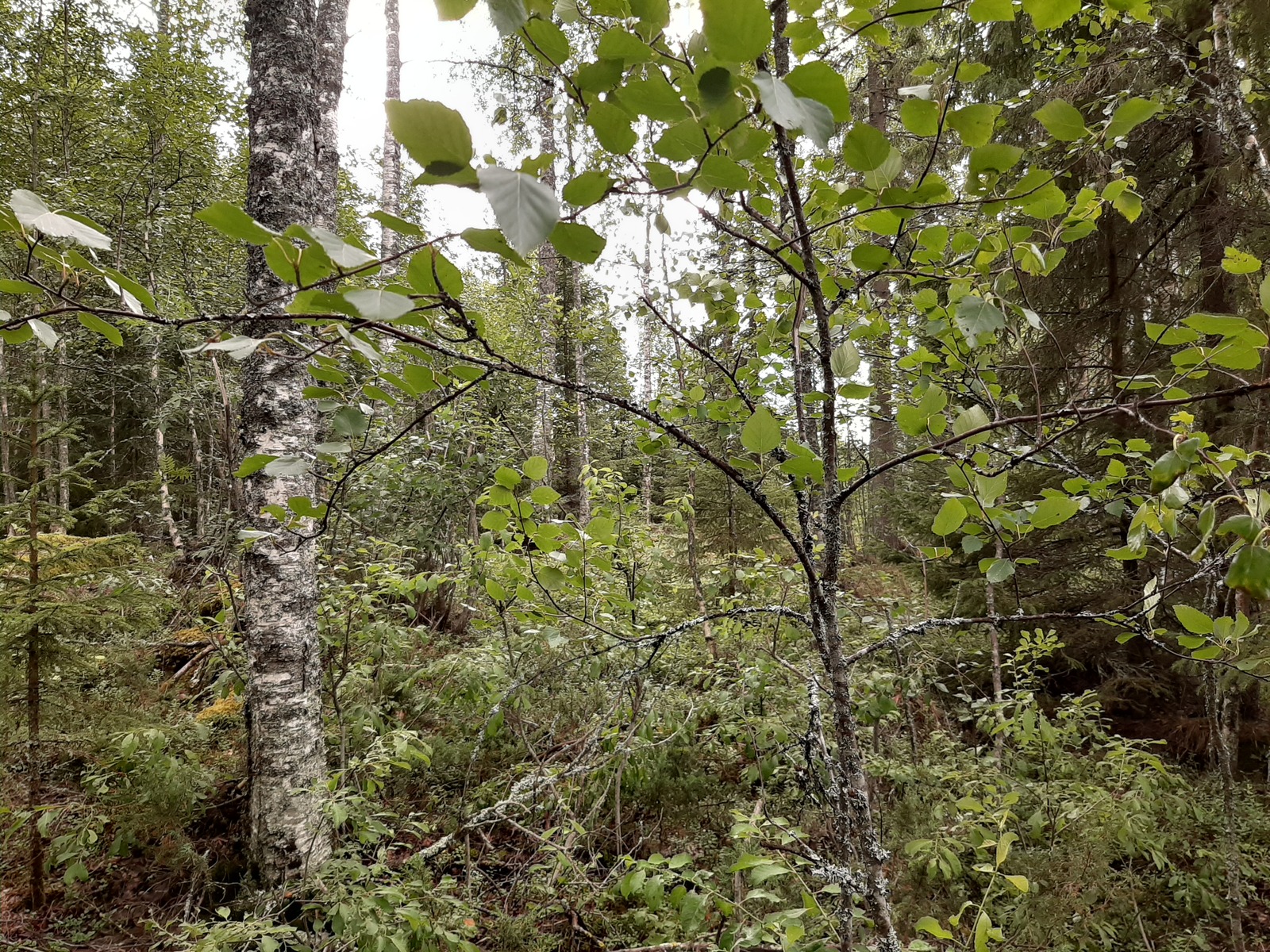 Kesäisessä sekametsässä kasvaa koivuja ja kuusia. Etualalla on nuori koivu.