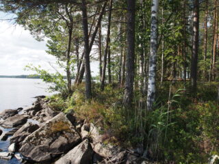 Rannassa kasvavan kesäisen metsän vasemmalla puolella avautuu järvimaisema. Rantaviiva on kivinen.