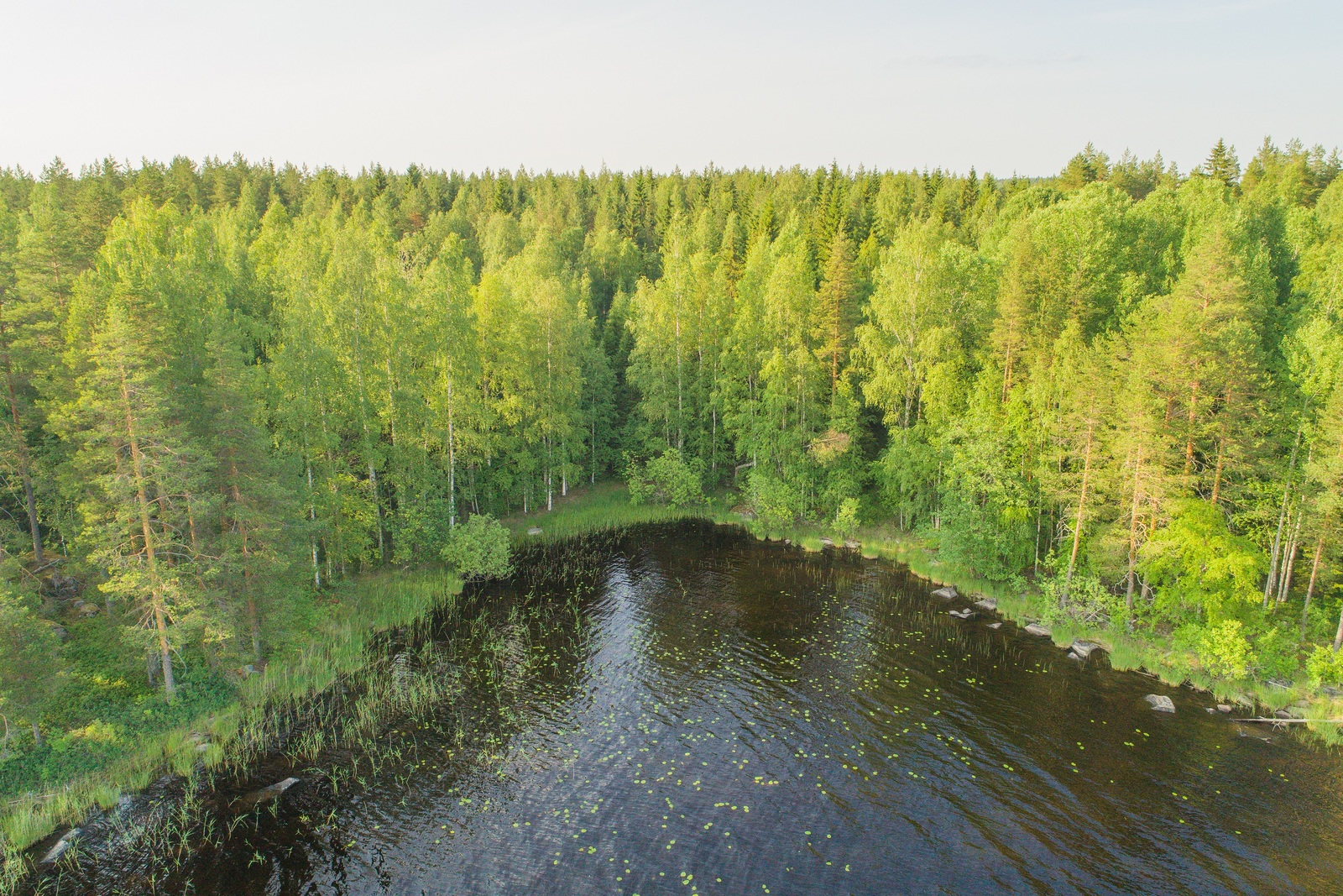 Kesäinen sekametsä reunustaa saaren poukamaa. Rantavedessä on vesikasveja. Ilmakuva.