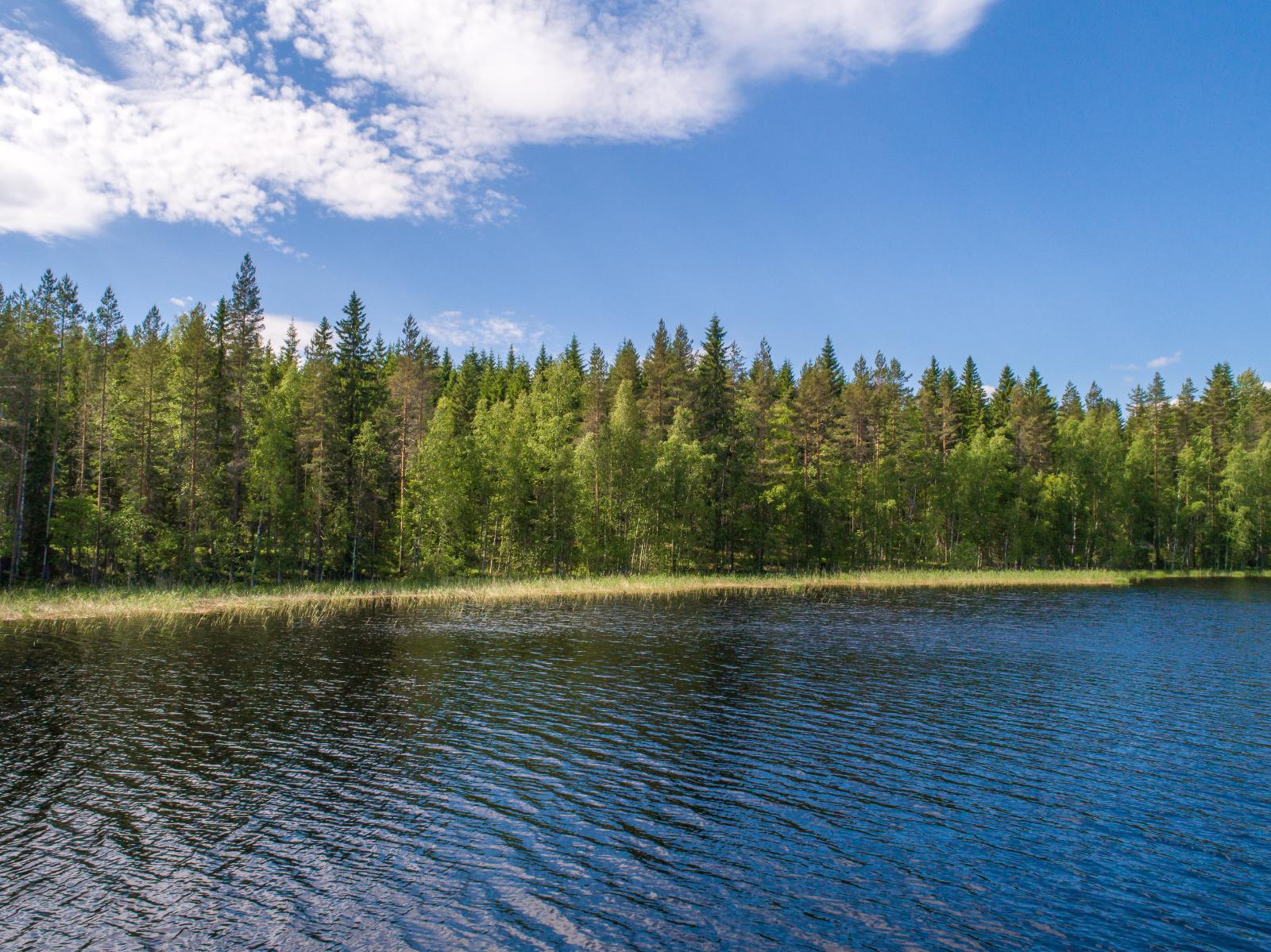 Kesäisessä järvimaisemassa rantaviivaa reunustaa sekametsä. Rantavedessä on vesikasveja.