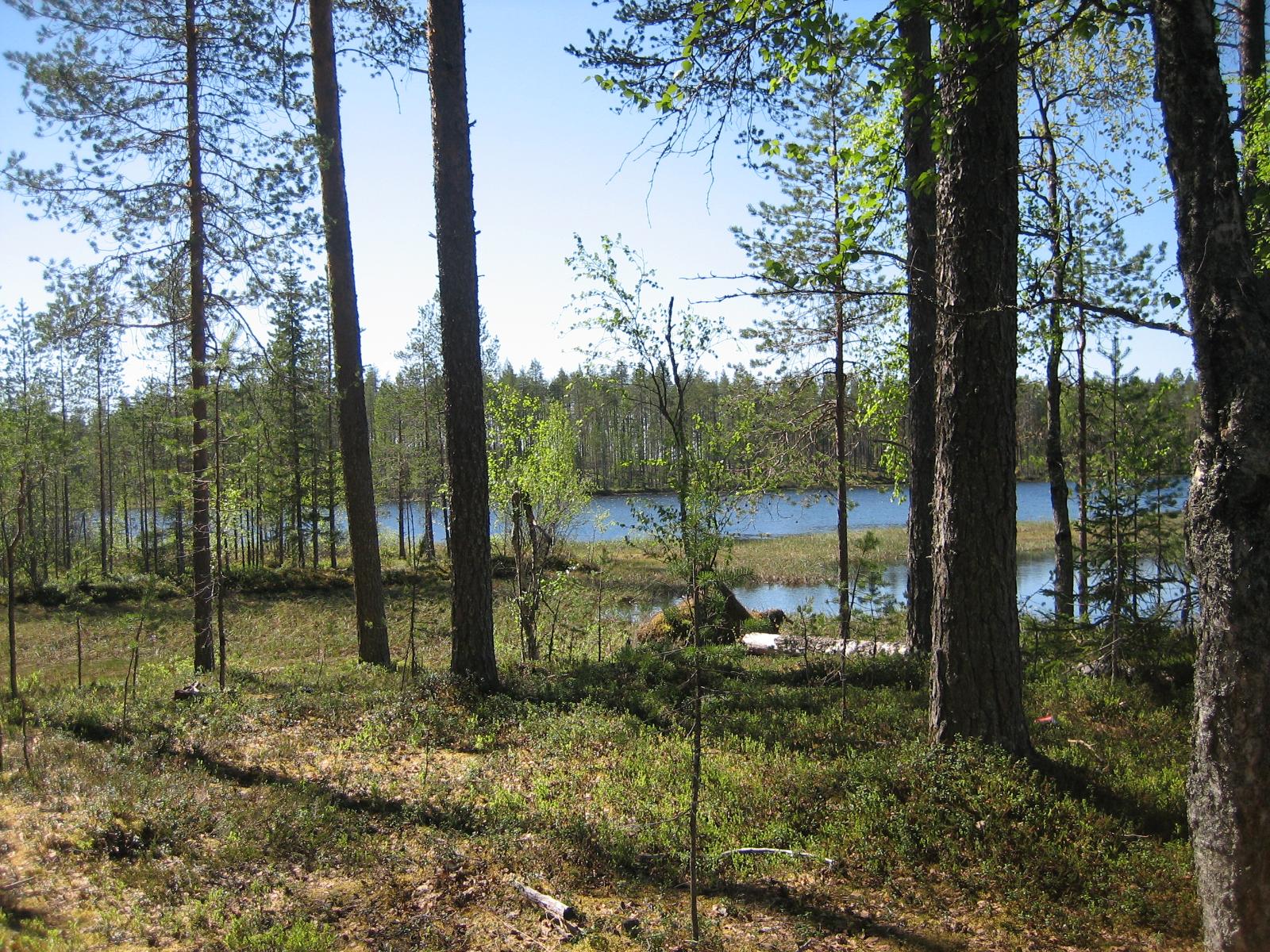 Rannan tuntumassa kasvavien koivujen ja mäntyjen takana avautuu järvimaisema.