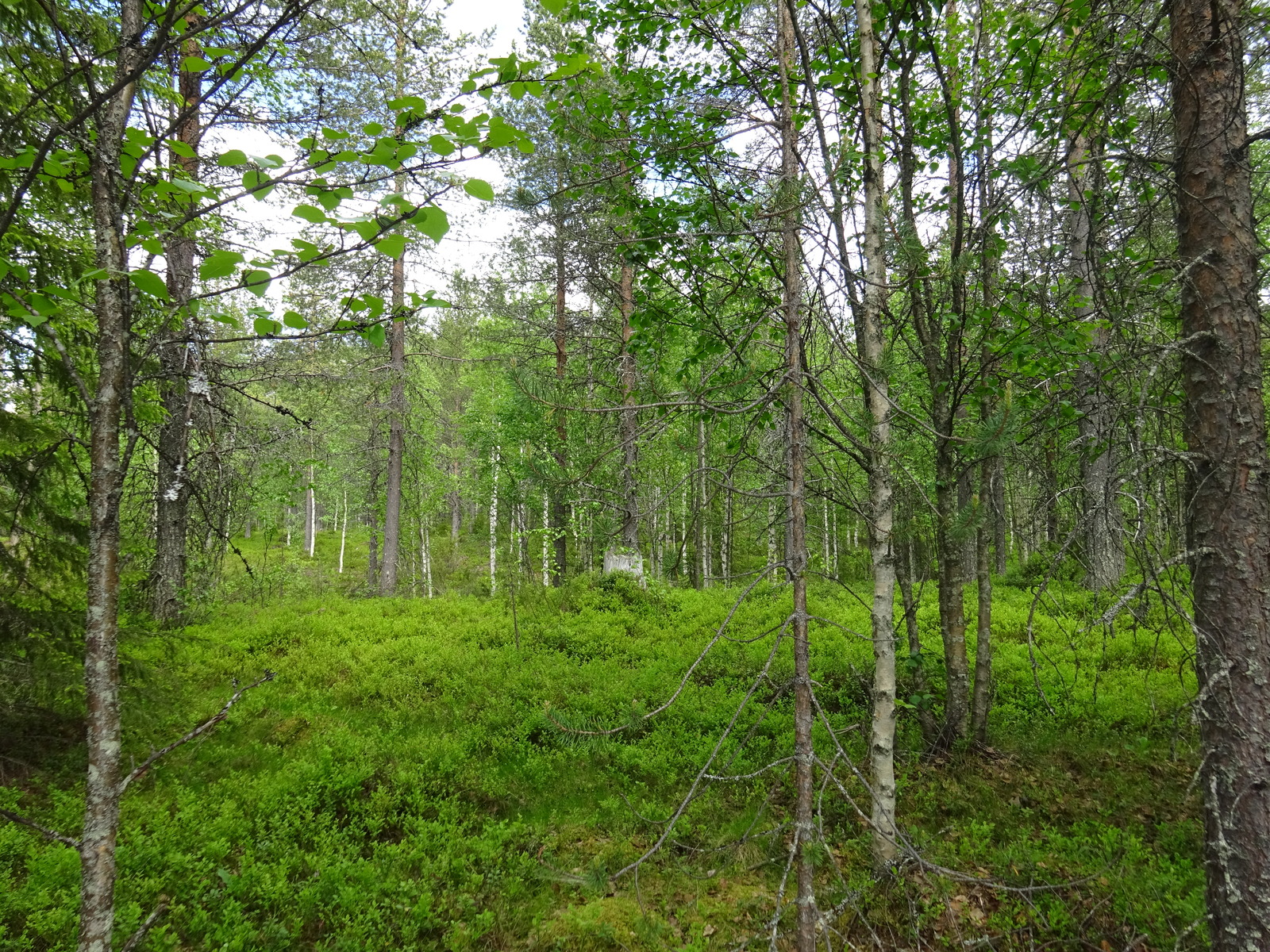 Kesäisessä sekametsässä kasvaa koivuja, mäntyjä ja kuusia. Keskellä on kanto.