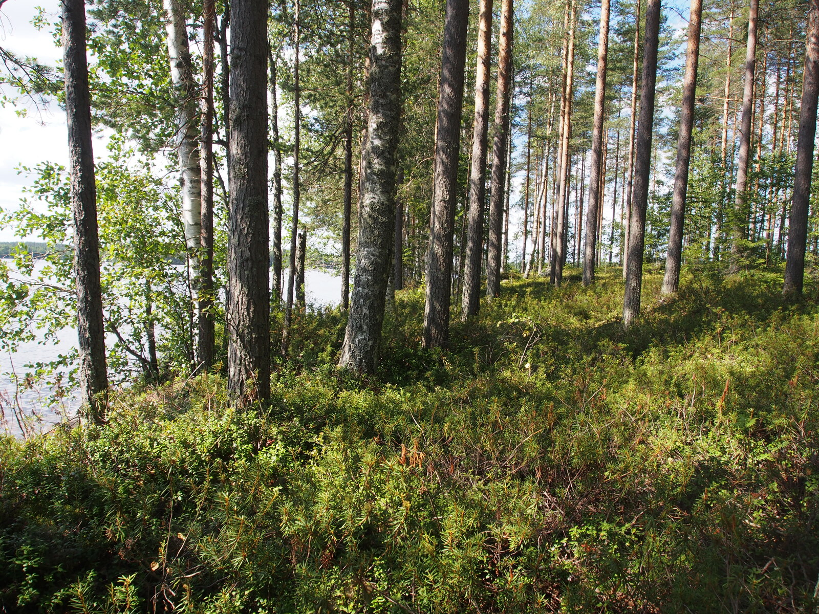 Rannan tuntumassa väljästi kasvavien koivujen ja mäntyjen takana avautuu kesäinen järvimaisema.