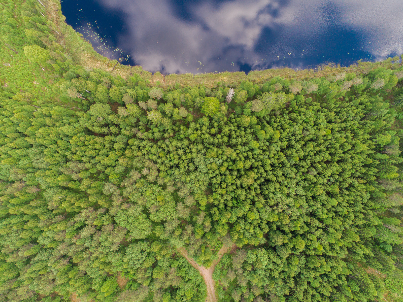 Tie haarautuu kesäisessä metsässä, joka reunustaa järveä. Poutapilvet heijastuvat veteen. Ilmakuva.