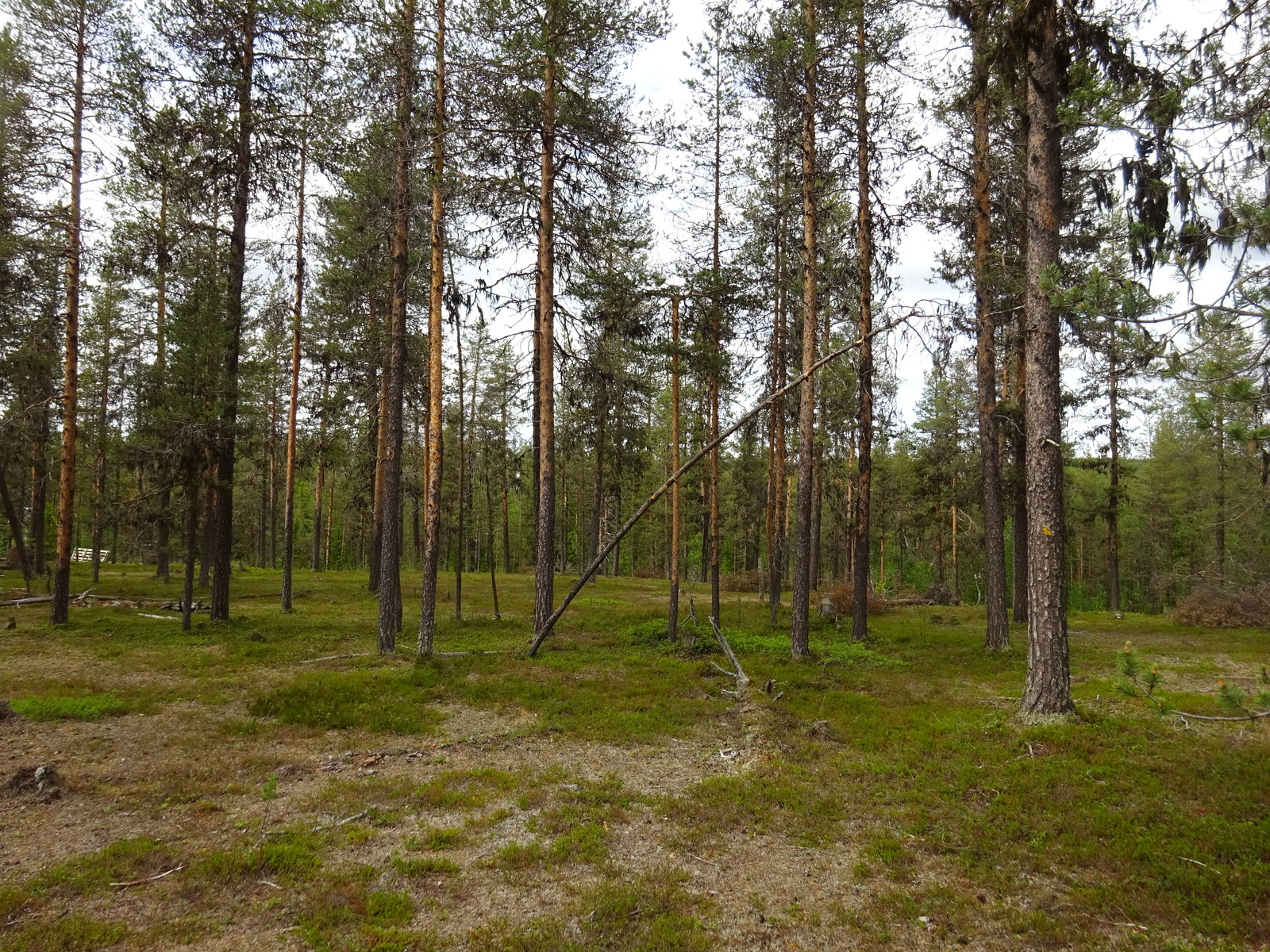 Avara hiekkapohjainen mäntykangas.